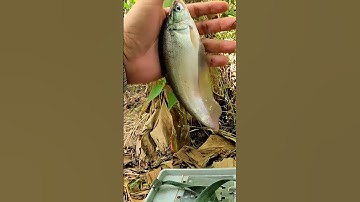 Câu cá thác lác đồng p9 #shorts