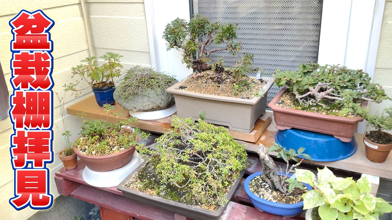 Bonsai Bench Tour Series: Filming the Section Chief's Bonsai