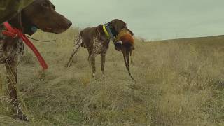 Pheasant Hunting Idaho - Part 1 - Solid Points!