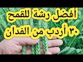 أفضل رشة للقمح و ٣٠ أردب من فدان واحد بكل سهولة