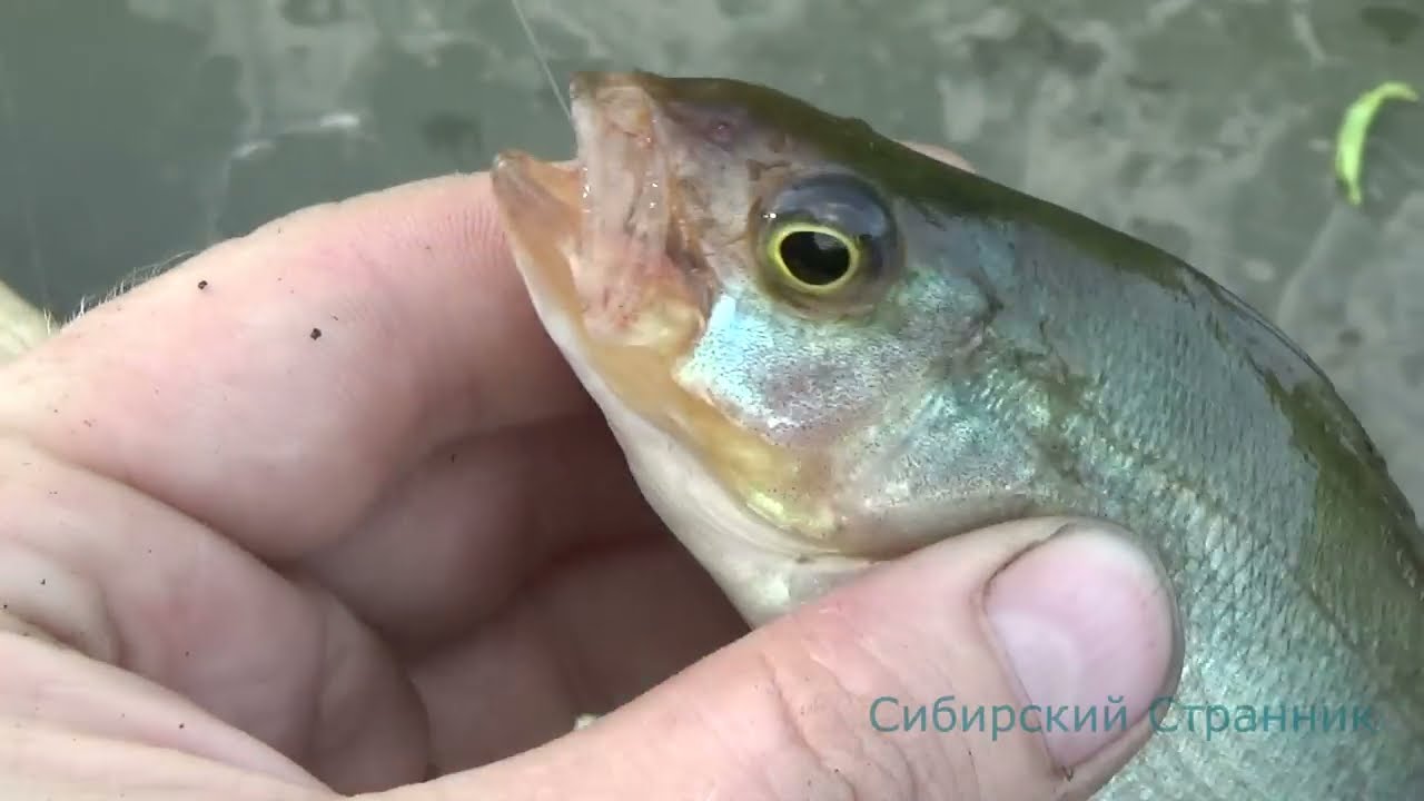 Выжить в Сибири или как я рыбу ловил