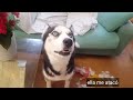 La VENGANZA y REVANCHA de Max || Max the husky