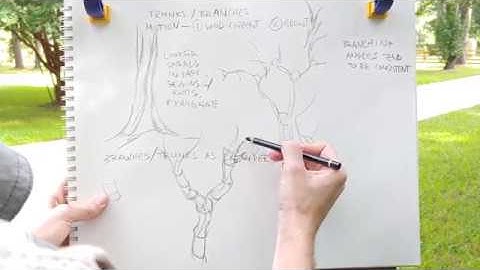 How to Draw Better Tree Trunks and Branches