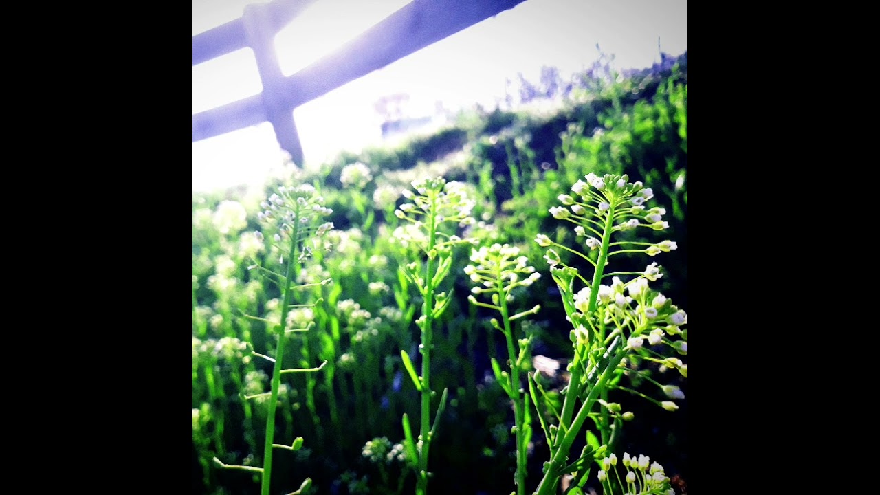 Truthwing - Living Fantasies