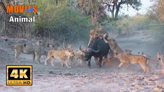 The Brutal Survival Battle in Namibia: Deadly Desert and Apex Predators |  Animal Documentary