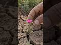 🌷 Tiny Flower Creates a Magical Tulip Field#viral #trending #flowers #usa