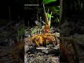 This Fungus Makes zombie - Cordyceps 😨