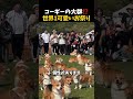 コーギーフェスティバルの恒例行事