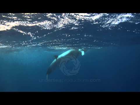 Video: Bride's minke whale: descriere, nutriție, habitat și reproducere