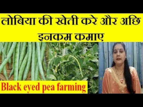 Black eyed pea (Cowpea, Lobia) farming business लोबिया की खेती करे और अछि इनकम कमाए