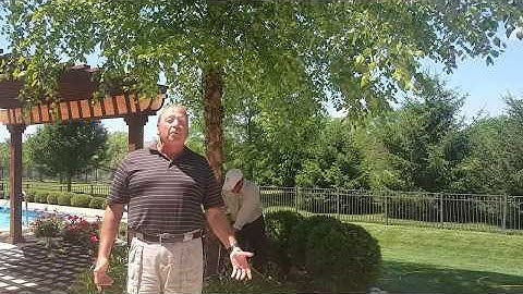 Deep Root Fertilization Trees & Shrubs - Berger Hargis Landscape Management