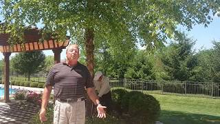 Deep Root Fertilization Trees & Shrubs - Berger Hargis Landscape Management