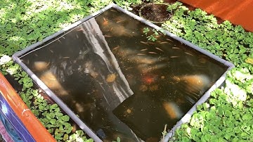 Nuôi cá sặc rằn(cá sặc lò tho) và cá hường(cá mùi) trên bể lót bạt