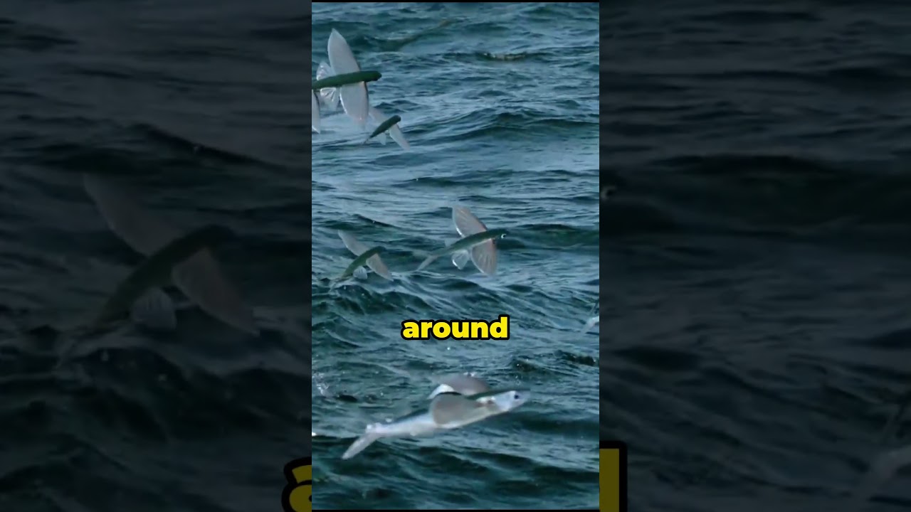 Flying Fish: Nature's Aerial Acrobats