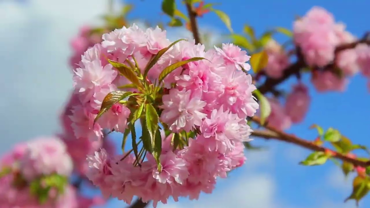 ТРАНСФОРМАЦИЯ Автор Ирина Велеса