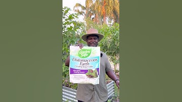 How I Finally Got Rid of Ants in My Garden Bed!