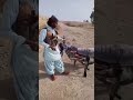 NEW VIDEO VIRAL OF LADDI GANG Laddi Gang