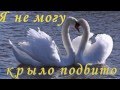 Лебединая верность. автор слов: Вл. Захаров, видеомонтаж Максюта Вл.