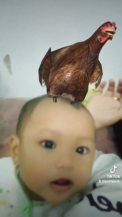 Ayam Viral Joget Di Atas Kepala Bayi #SHORTS
