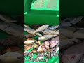 [S41][29/6/2018] 長洲勝哥艇近外海魚獲😍😎#shorts