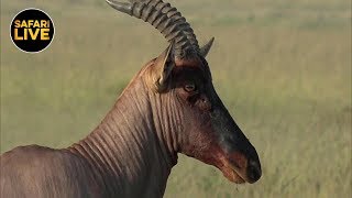 safariLIVE - Sunrise Safari - July 07, 2019