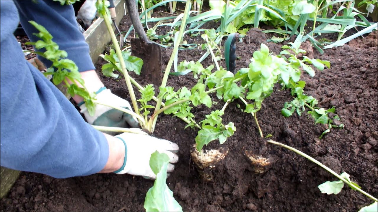 How to Plant Parsnips forecasting How to Plant Parsnips recommendations