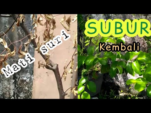 Video: Dapatkah Rumput Coklat Diselamatkan - Cara Menghidupkan Kembali Rumput Mati