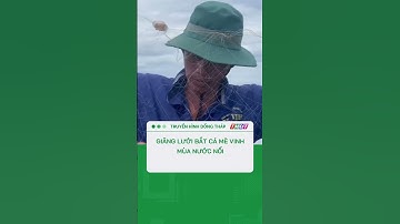 Giăng lưới bắt cá mè vinh mùa nước nổi #shorts