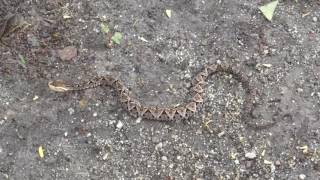 Bothrops asper Video 08 (Fer-de-lance or Common lancehead - Barba amarilla)