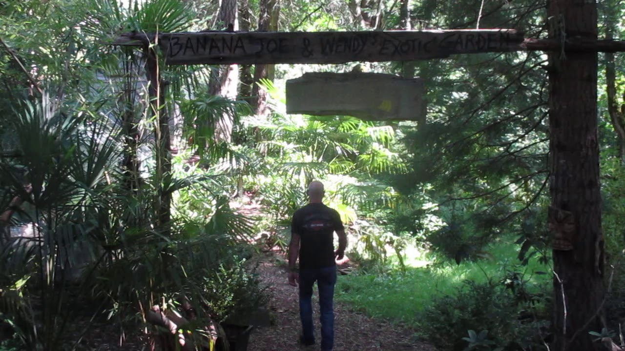 Banana Joe's Palm Nursery YouTube