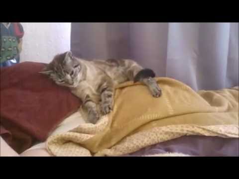 katze schläft nicht mehr bei mir Katzen schlafen viel – katzenleben 7-9