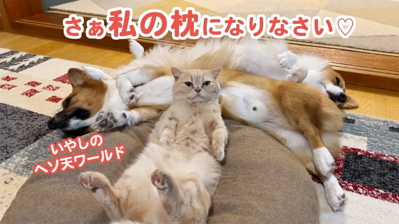 ワンコと暮らすニャンコは犬化していく 癒しのヘソ天3兄妹リターンズ スマホ豆知識 動画紹介 Nttドコモ Dアプリ レビュー