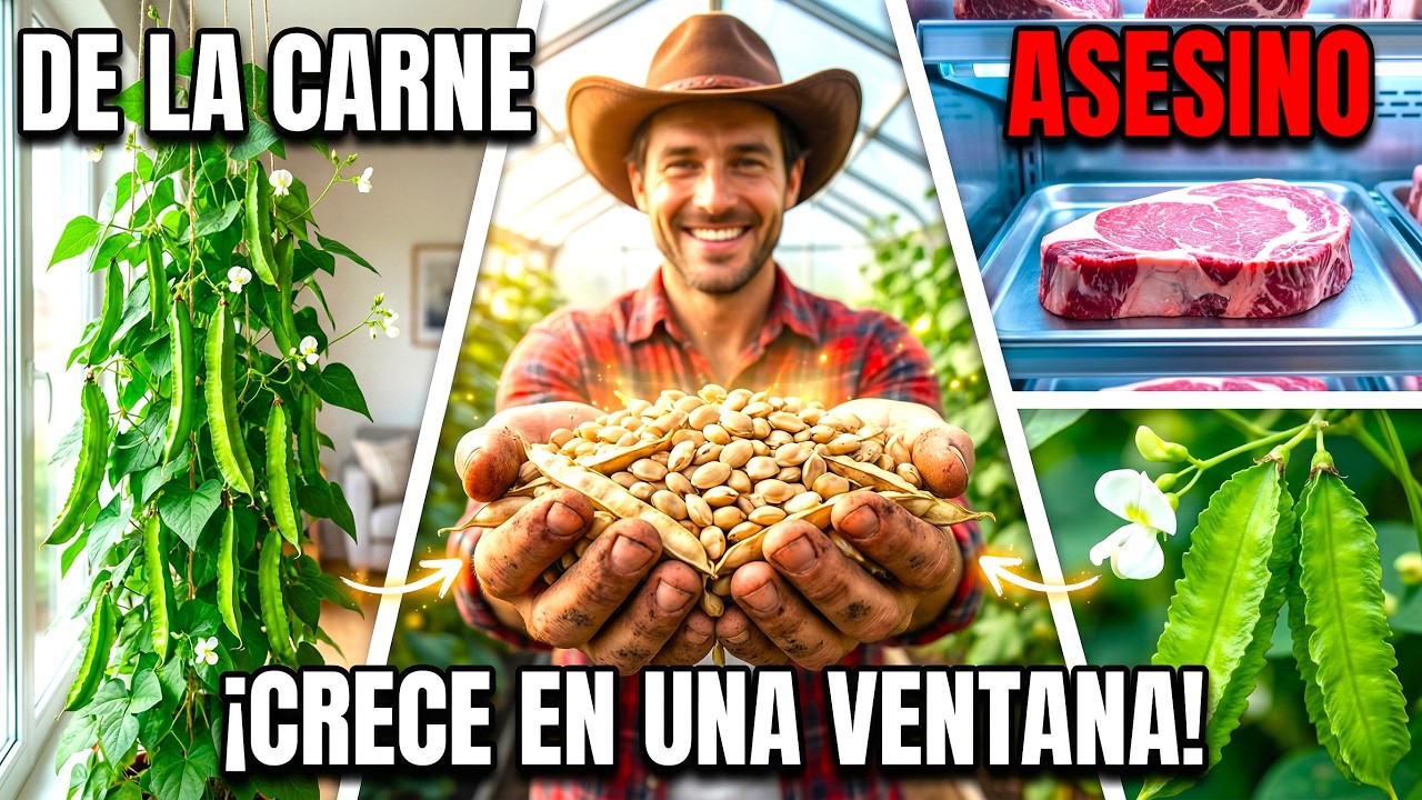 ¡Deja De Comprar Carne De Res! Esta Enredadera Tiene Más Proteína (Crece En Una Ventana)