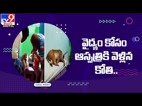 వైద్యం కోసం ఆస్పత్రికి వెళ్లిన కోతి.. - TV9 Digital