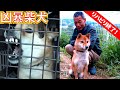 【凶暴柴犬】巧くんのご報告 リハビリ終了！