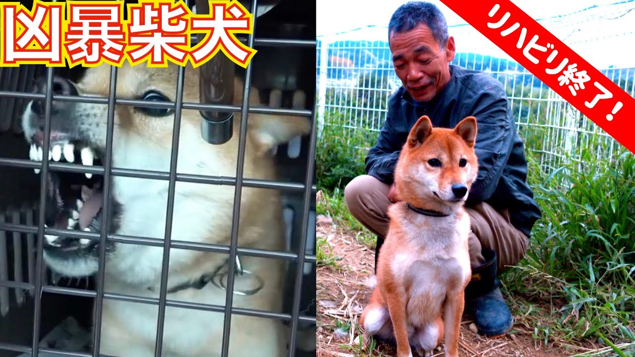 柴犬くん☆骨 柴犬くん☆骨 犬と骨【柴犬】11オンスマグカップ | コレクション,犬と