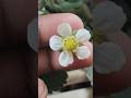Strawberry plant care 🍓 #viral #shorts #gardening #plants