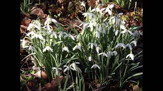 Delta Crateris - Kollega Pastor