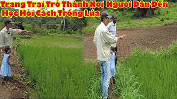 Người Dân Đến Trang Trại Vừa Làm Vừa Học Cách Trồng Lúa Nước || Tony Phong cuộc sống Châu Phi