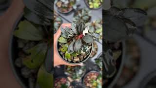 Not just a plant... this is a natural work from Kalimantan 🌿