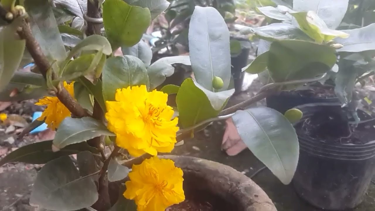 Xem hoa mai Cúc VIP sau 1 ngày, 2 ngày và 3 ngày nở hoa | Nét Việt 