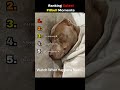 Ranking the Cutest Pitbull Moments 🥹 #dogs #shorts