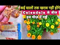 वर्षों खराब नहीं होंगे Calendula के बीज ऐसे रखें सुरक्षित | How to collect Calendula seeds ||