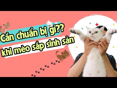 Video: Chuẩn Bị Nơi Sinh Cho Mèo