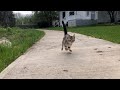 Sokoke Kitten Running in Slow Motion の動画、YouTube動画。