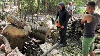 Monster Trees Getting Cut Down – Chainsaws at Maximum Force