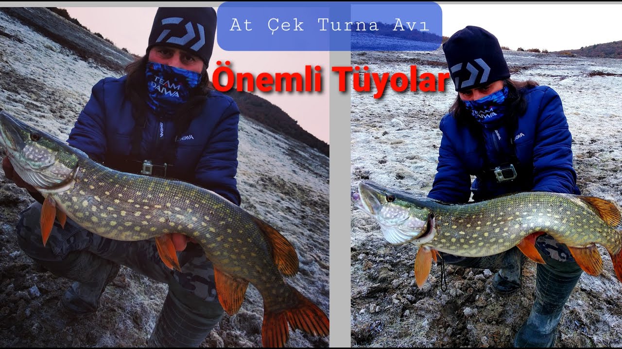 KIYIDAN AT ÇEK TURNA AVI! ÖNEMLİ TÜYOLAR. #atçekturnaavı #pikefishing #sahteileturnaavı #daiwaturkey