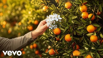 Sensory Perspective - Along My Way (Official Music Video)