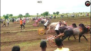घोट चा सर्जा आणि  हरण्या मायणी सेमी क्र-3