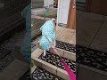 玄関出た瞬間に拒否犬を発動する柴犬